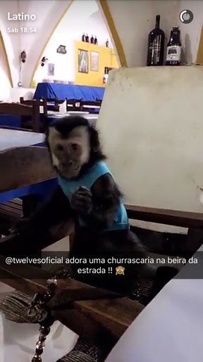 Twelves, macaco de Latino (Foto: Reprodução/Snapchat)
