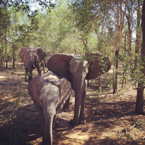 Elefantes vistos por Cauã Reymond e Mariana Golfarb em safári na África (Foto: Reprodução/Instagram)