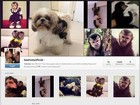 Macaco de Latino faz sucesso com perfil em rede social 