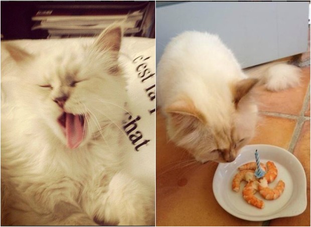 Choupette, a gatinha de Karl Lagerfeld (Foto: Reprodução/Instagram)