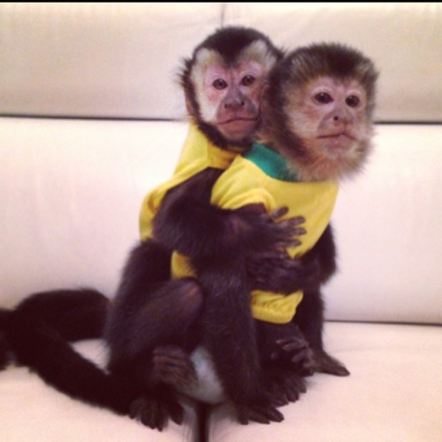 Twelves, macaco de Latino e Rayanne Morais (Foto: Instagram / Reprodução)