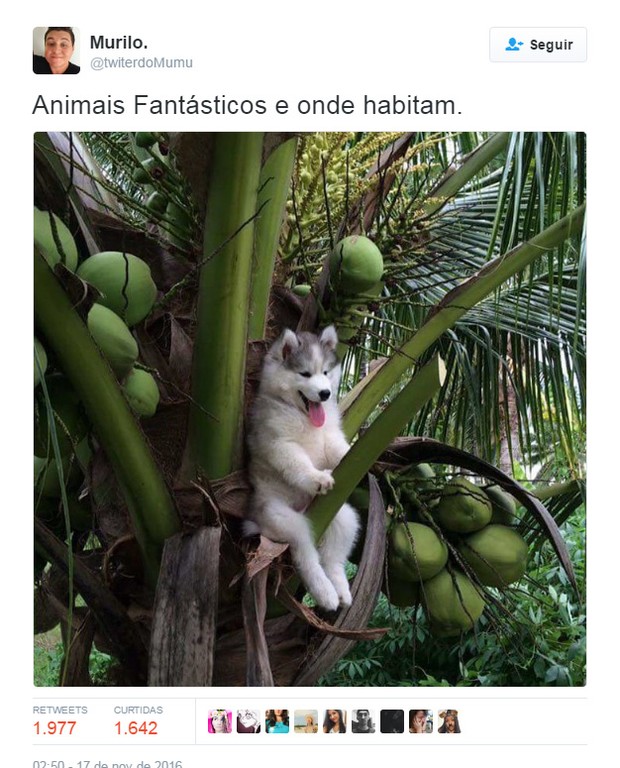 Memes sobre Animais Fantásticos e Onde Habitam (Foto: Reprodução / Twitter)