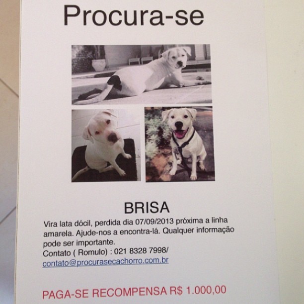 Cartaz sobre desaparecimento de cadela de José Loreto (Foto: Instagram / Reprodução)