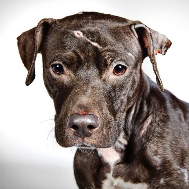 Cachorros que foram abandonados nas ruas ou que sofreram maus tratos estrelam ensaio (Foto: Richard Phibbs / Instagram)