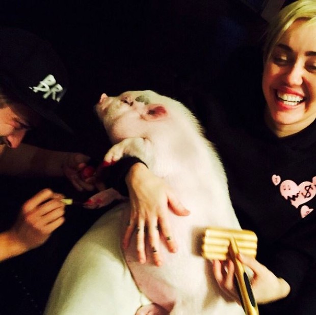 Miley Cyrus pinta unha do porco (Foto: Instagram / Reprodução)