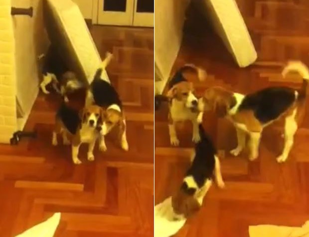 Beagles depois de terem sido resgatados  (Foto: Reprodução / Facebook)
