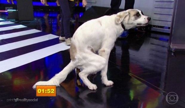 Cachorro faz cocô no palco do Domingão do Faustão (Foto: Reprodução/Globo)